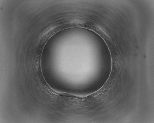 X0000065981015200603101417