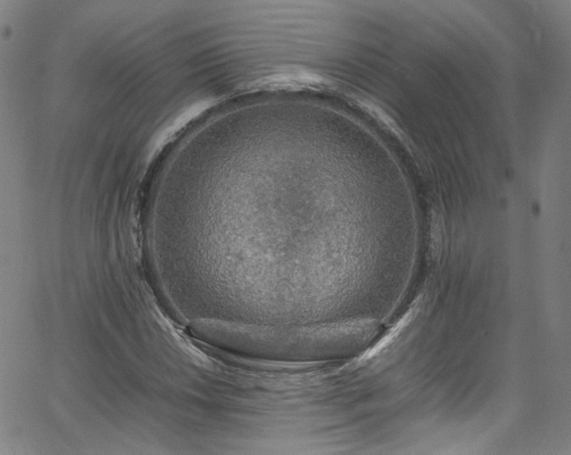 X0000065981018200603101417