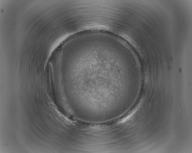 X0000065981022200603101417