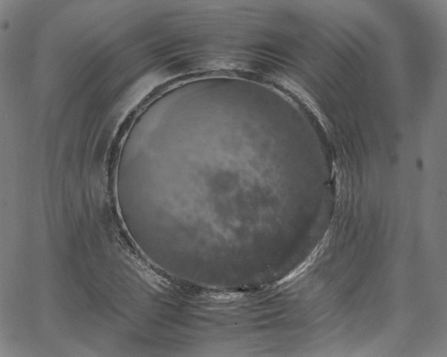 X0000065981023200603101417