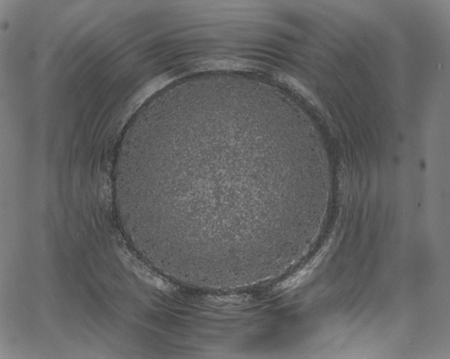 X0000065981025200603101417