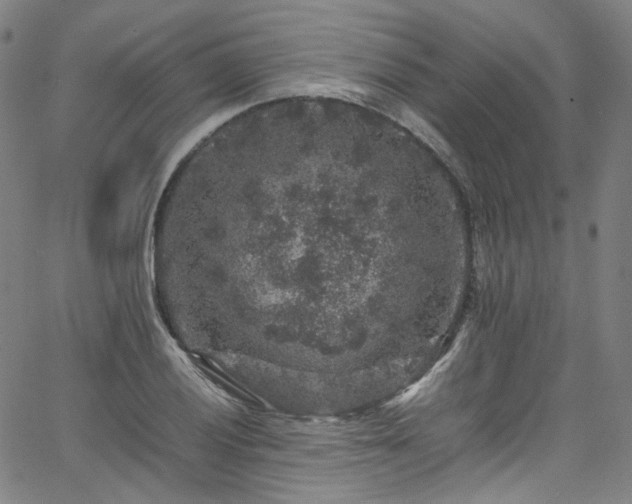 X0000065981028200603101417