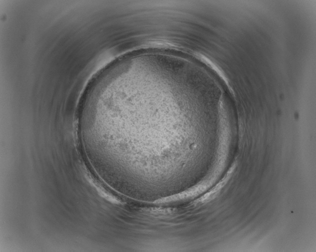 X0000065981029200603101417