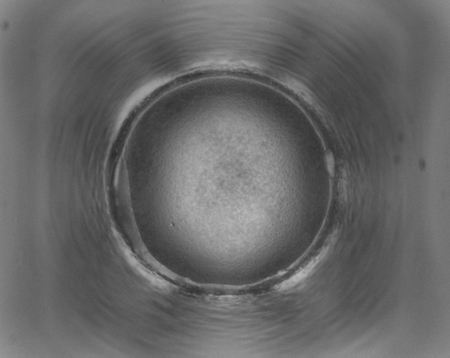 X0000065981030200603101417