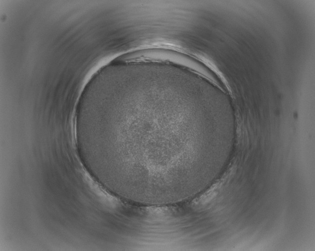 X0000065981032200603101417