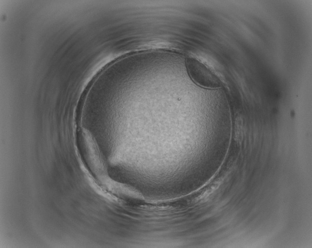 X0000065981039200603101417