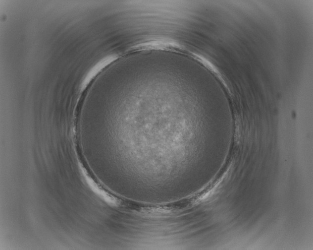 X0000065981042200603101417