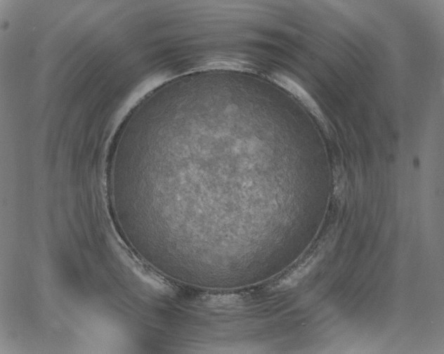 X0000065981043200603101417