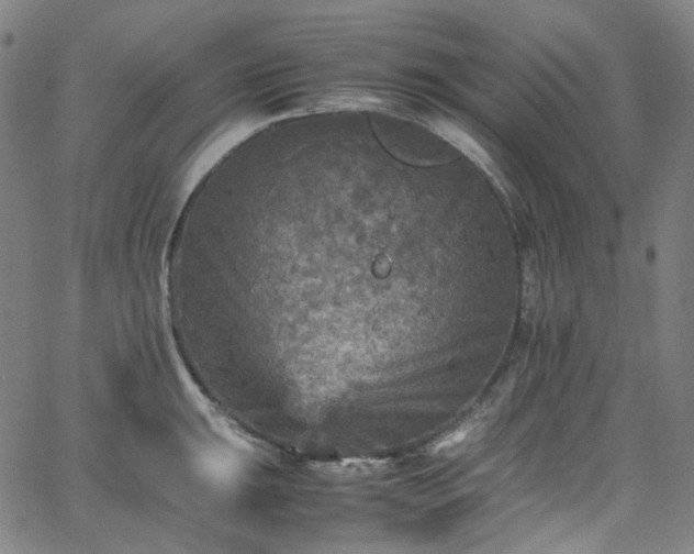 X0000065981047200603101417