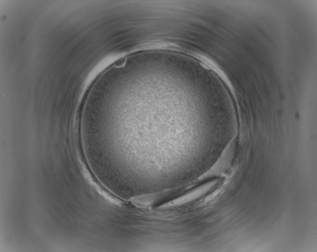 X0000065981053200603101417