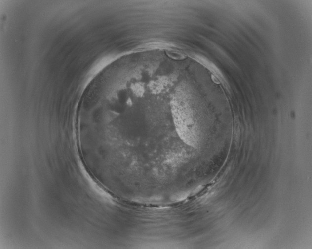 X0000065981055200603101417