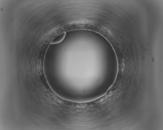 X0000065981062200603101417