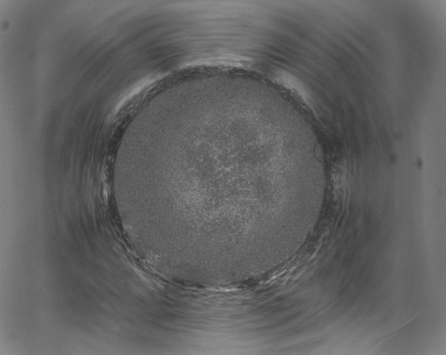 X0000065981064200603101416