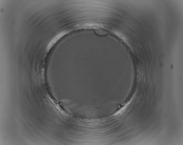 X0000065981066200603101416