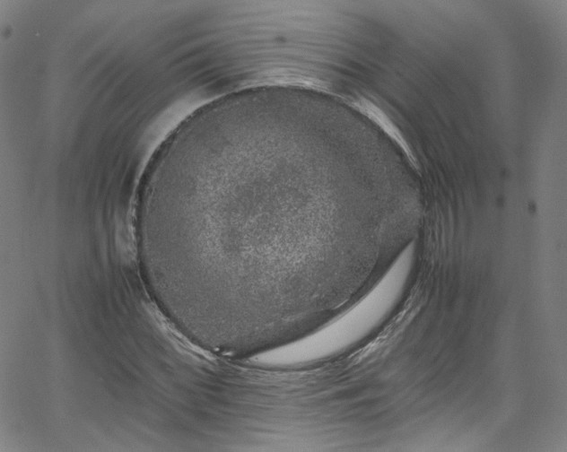 X0000065981068200603101416