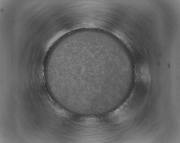 X0000065981070200603101416