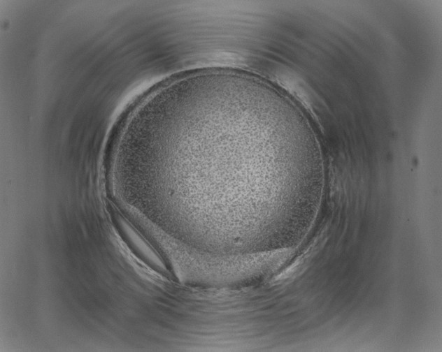 X0000065981072200603101416