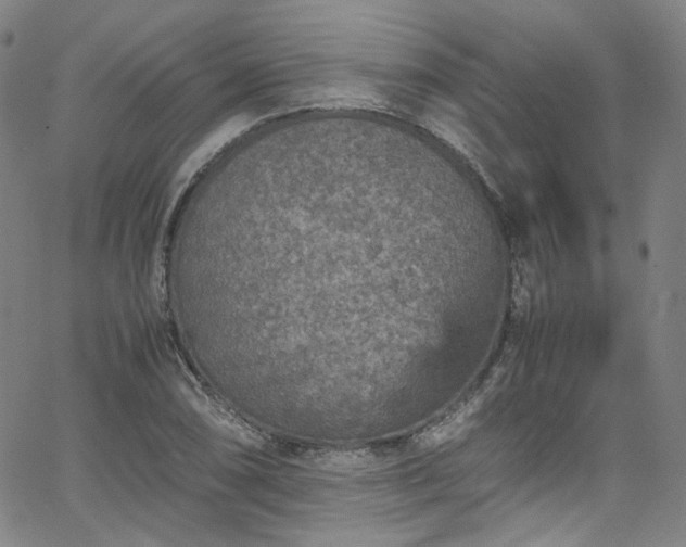 X0000065981074200603101416