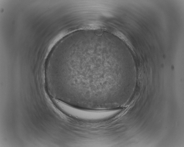 X0000065981083200603101416