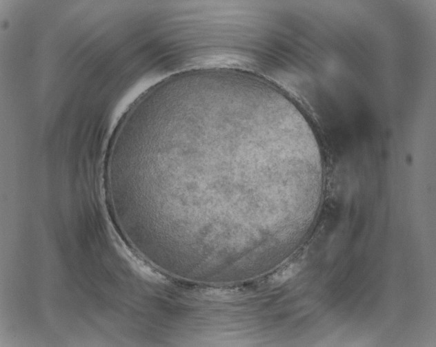 X0000065981086200603101416