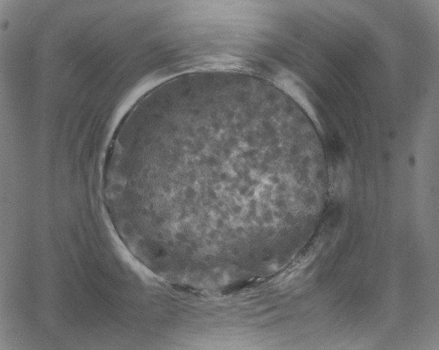 X0000065981099200603101416