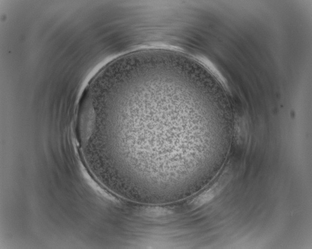 X0000065981100200603101416