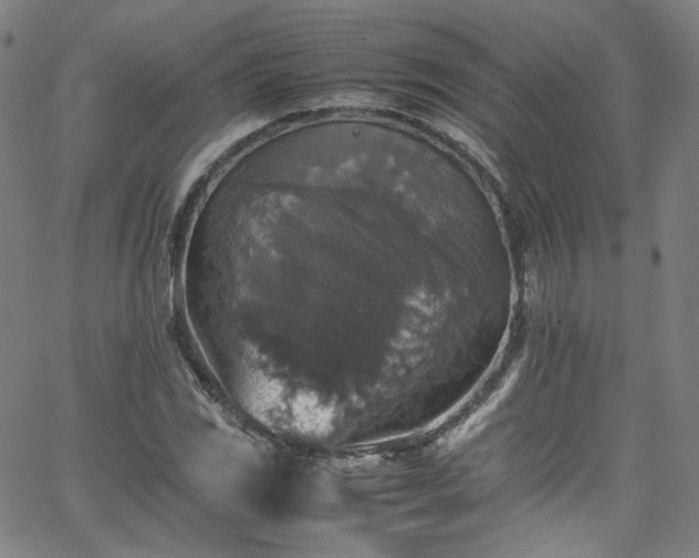 X0000065981117200603101415