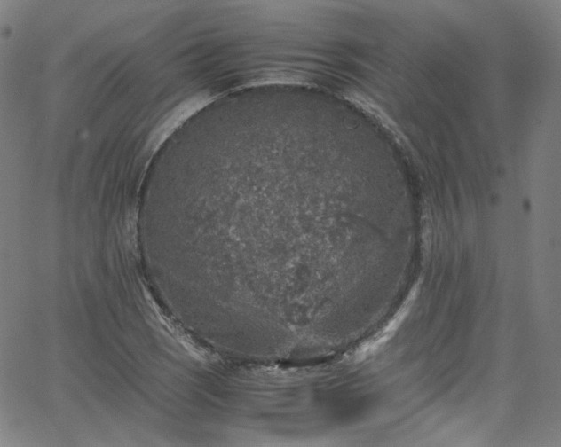 X0000065981121200603101415