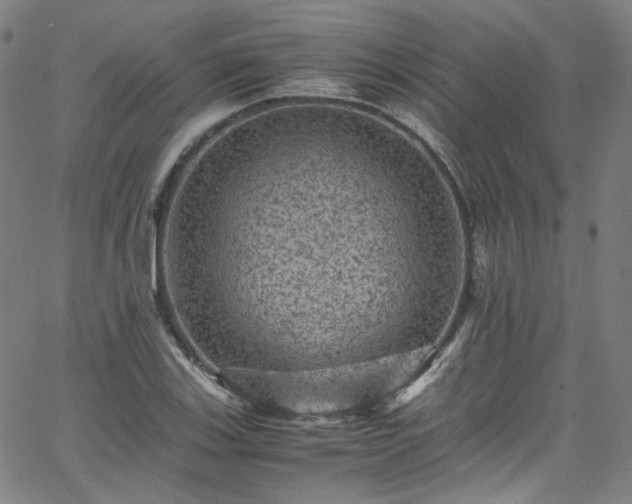 X0000065981123200603101415