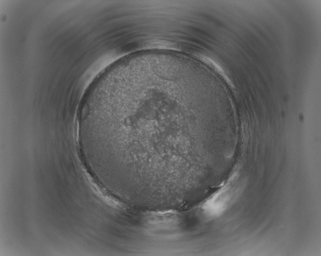 X0000065981125200603101415