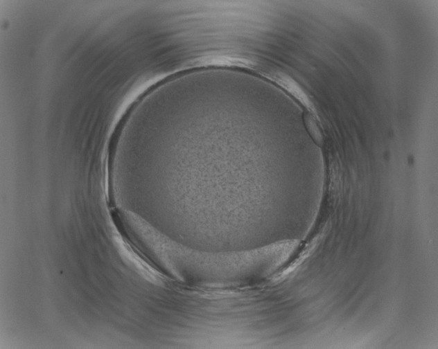 X0000065981132200603101416