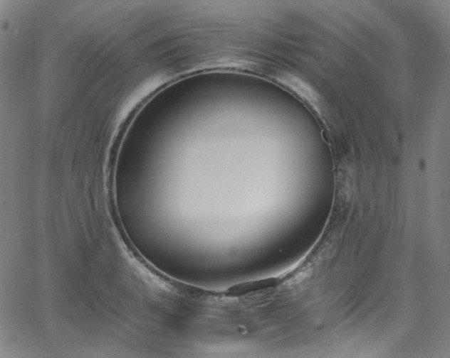 X0000065981135200603101416