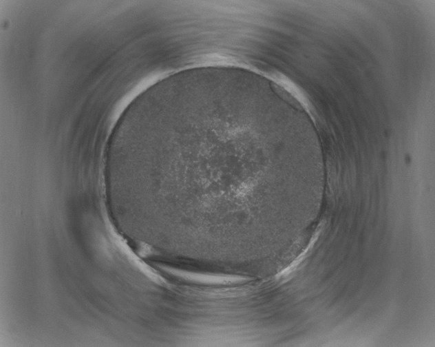 X0000065981142200603101416