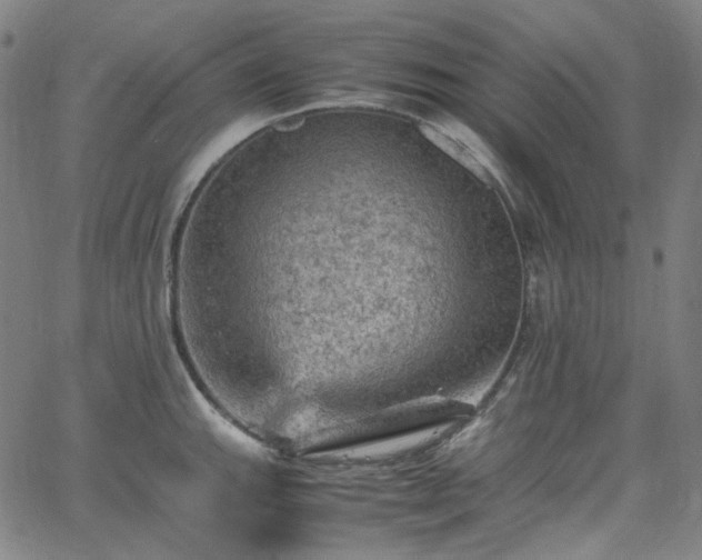 X0000065981143200603101416