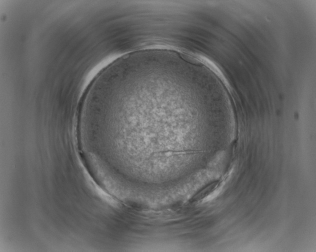 X0000065981149200603101416