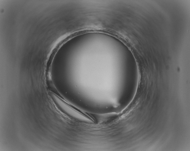 X0000065981168200603101415