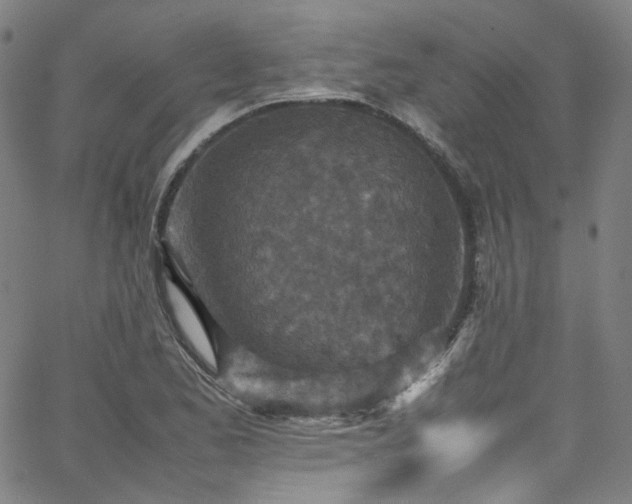 X0000065981173200603101415