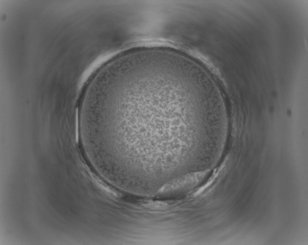 X0000065981175200603101415