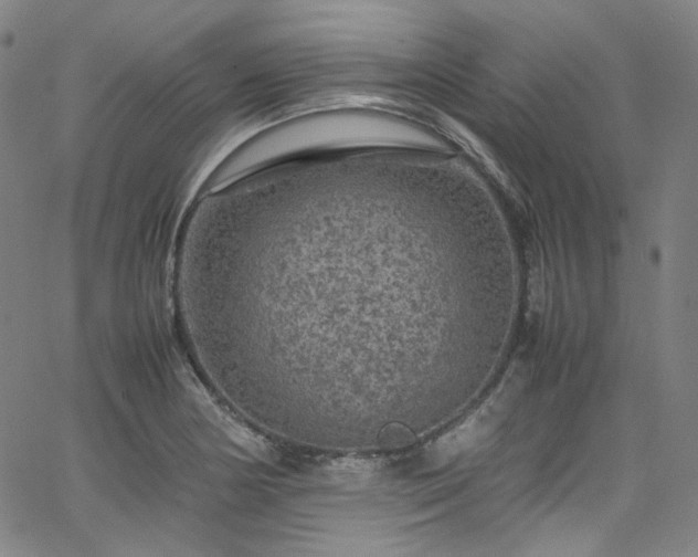 X0000065981178200603101415