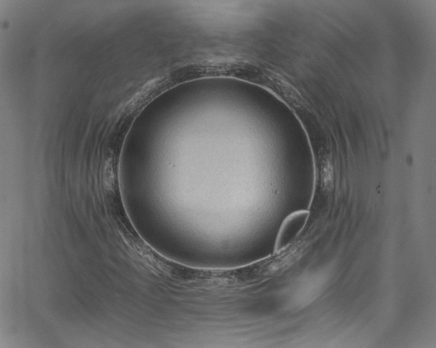 X0000065981204200603101414