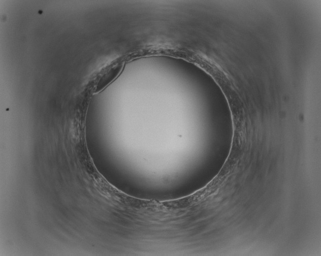 X0000065981207200603101414