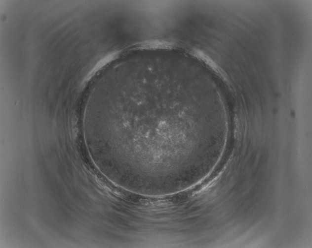 X0000065981213200603101414