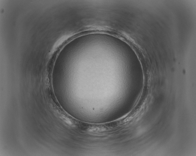 X0000065981215200603101414