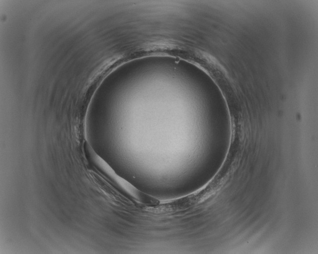 X0000065981217200603101414