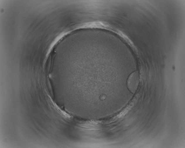 X0000065981224200603101414