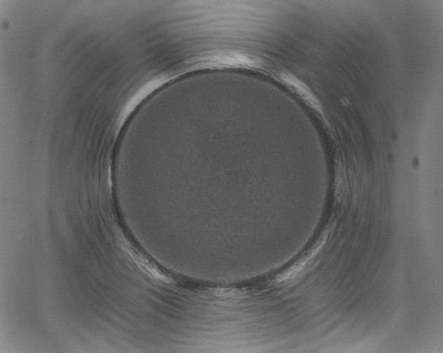 X0000065981226200603101414