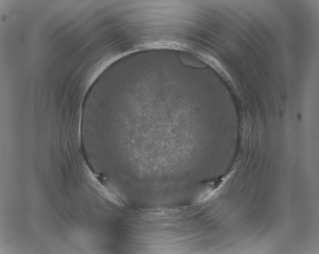 X0000065981228200603101414