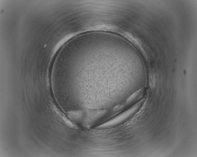 X0000065981230200603101414