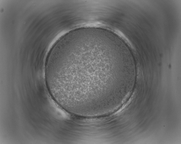 X0000065981232200603101414