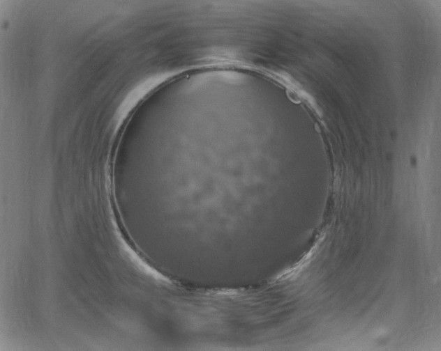 X0000065981239200603101414